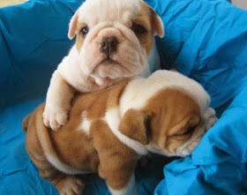 Funny animals of the week - 6 December 2013 (35 pics), two cute bulldog puppies