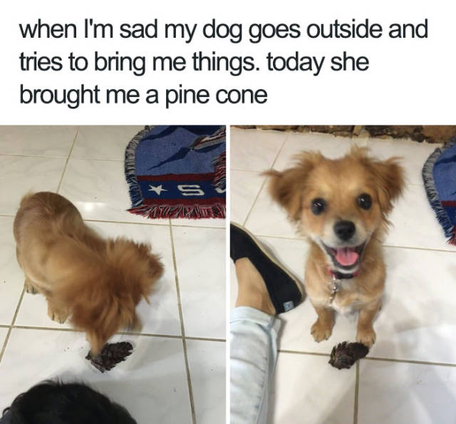 When i'm sad my dog goes outside and tries to bring me things. Today she brought me a pine cone.