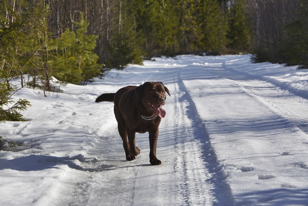 brun labrador