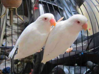 lovebird-albino-pastel-putih.jpg