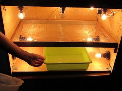 cara membuat alat penetas telur membuat mesin tetas manual telur tetas