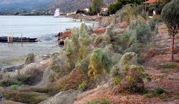 Τεράστιος ιστός αράχνης κατάπιε 300 μέτρα βλάστησης στο Αιτωλικό