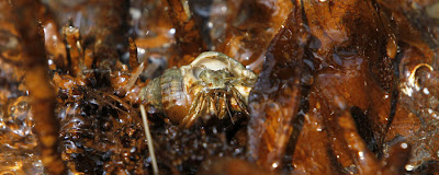 crab-larvae