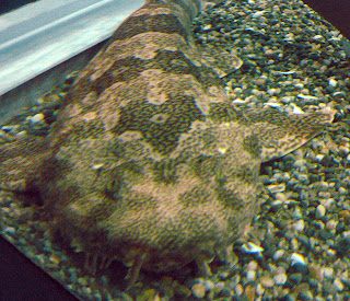 Ornate Wobbegong, Orectolobus ornatus, colour blind shark