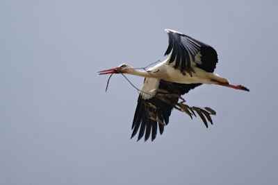 Earrebarre - Ooievaar - Ciconia ciconia