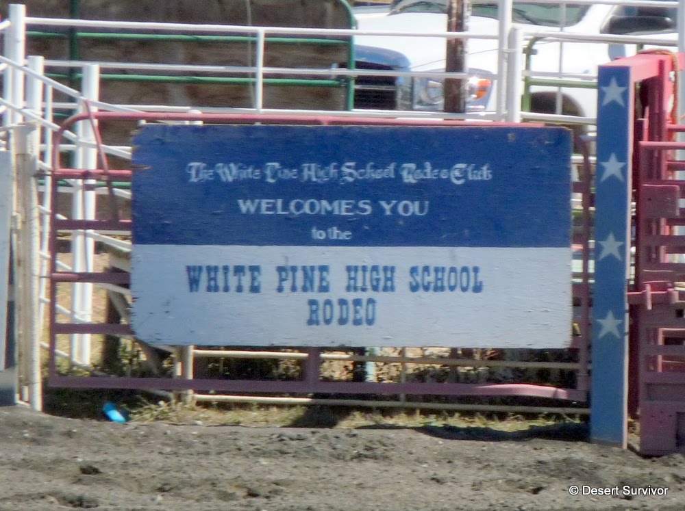 in his high school rodeo,