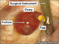 Ovulation moment caught on camera