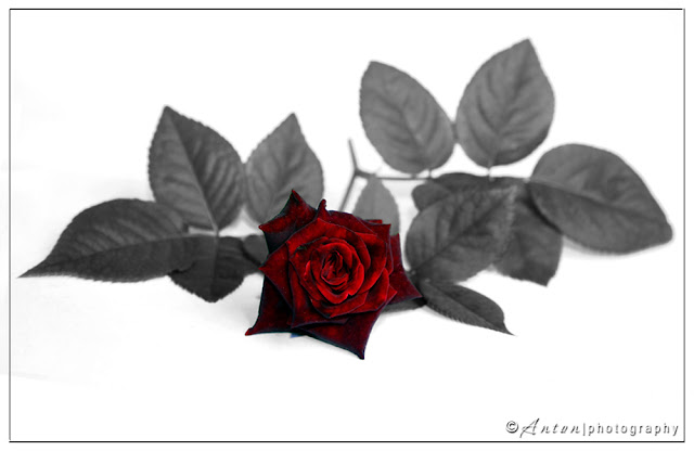 Rose - Selective Color