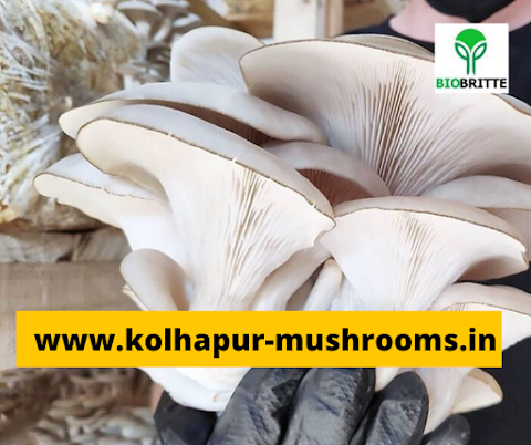 Buy all types of mushroom spawn in ambelim goa 