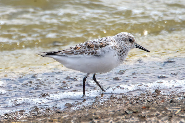 Sanderling