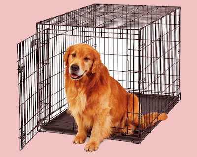 Best Dog Crate in 2023