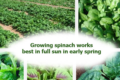 Spinach benefits side effects 2