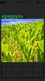 на поле выращивают кукурузу, початки еще не готовы