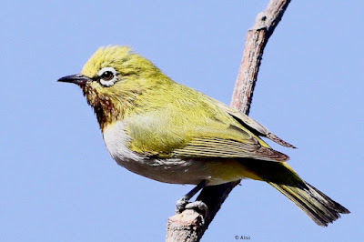 Indian White-eye