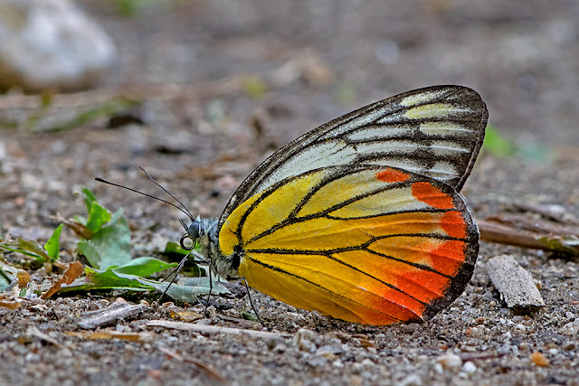 Delias hyparete the Painted Jezebel butterfly