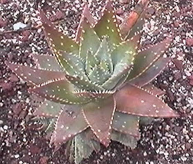 Aloe Brevifolia