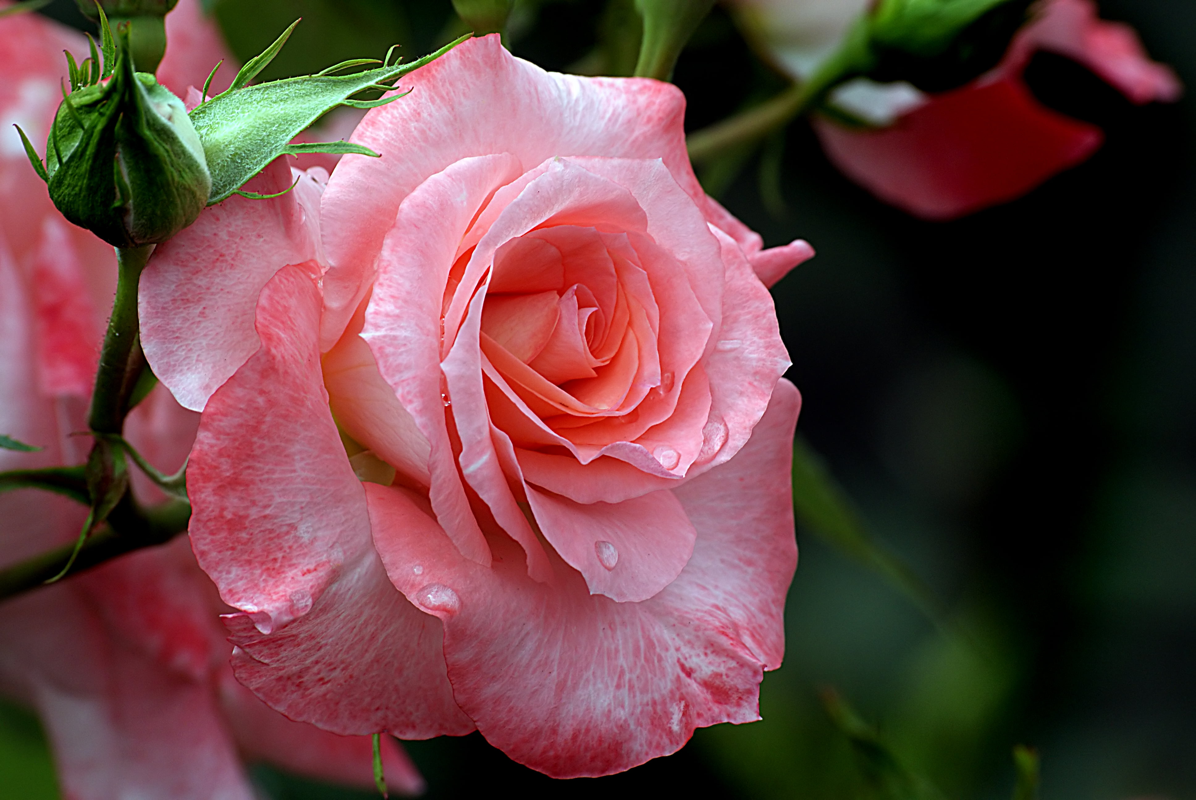 Pink Rose HD Wallpaper