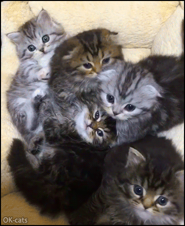 Cute Kitten GIF • Aww... Bouquet of 5 innocent fluffballs, they are cute as hell