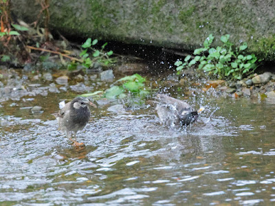 ムクドリの行水