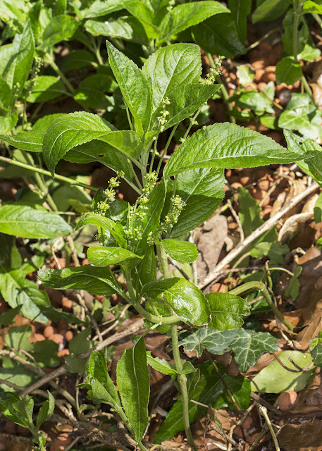 Dog's Mercury, Mercurialis perennis.  Cuckoo Wood, High Elms, 21 April 2013.