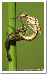 damsel emerging