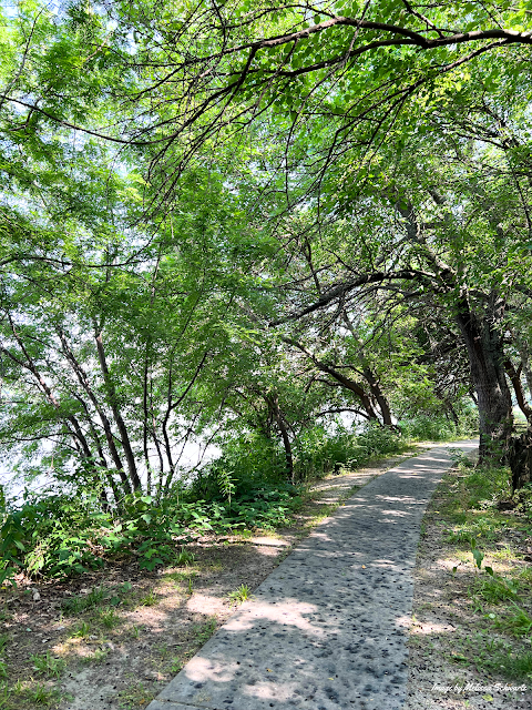 Trees gently curved to create a canopy arch over the trail at Kaw Point Park.