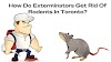 How Do Exterminators Get Rid Of Rodents In Toronto?