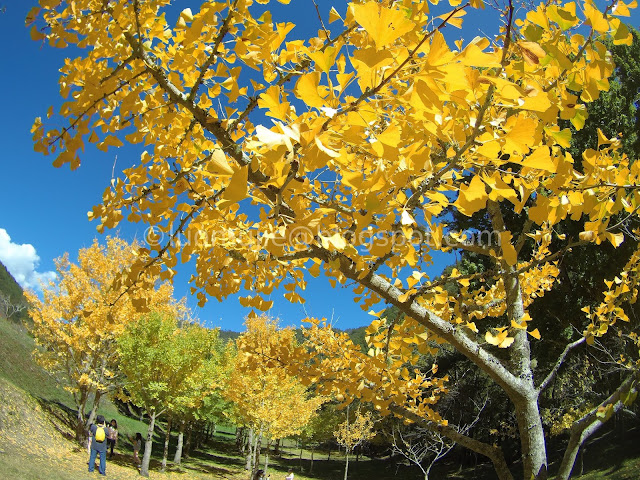 Wuling Farm maple autumn foliage