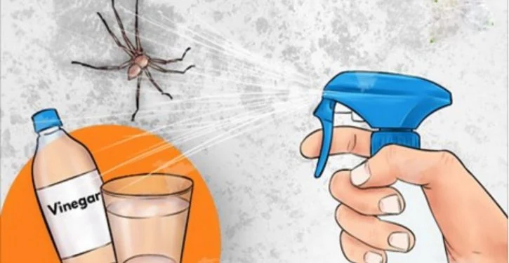 Spider In Your Kitchen, Bathroom Or Bedroom