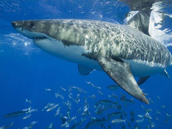 Foto Ikan Hiu Putih Binatang  Laut  yang Ganas  