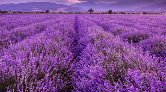 Great lavender benefits for improve psychological health.