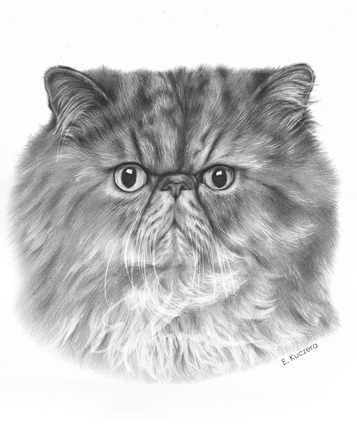 Graphite pencil portrait of a persian cat