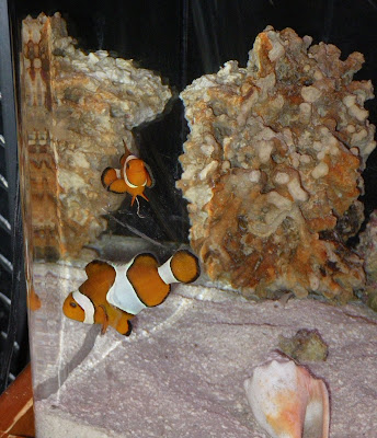 Pair of Clownfish