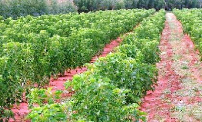 Brazil Jatropha Plantation