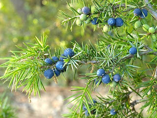 https://fr.wikipedia.org/wiki/Juniperus_communis