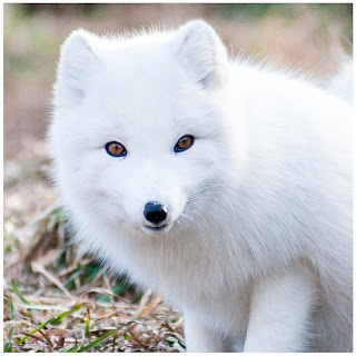 The Beauty of White/Arctic Fox 