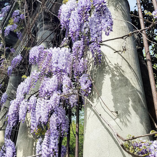 Wisteria