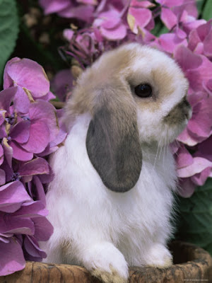 Lovely Rabbit around flowers Photograph