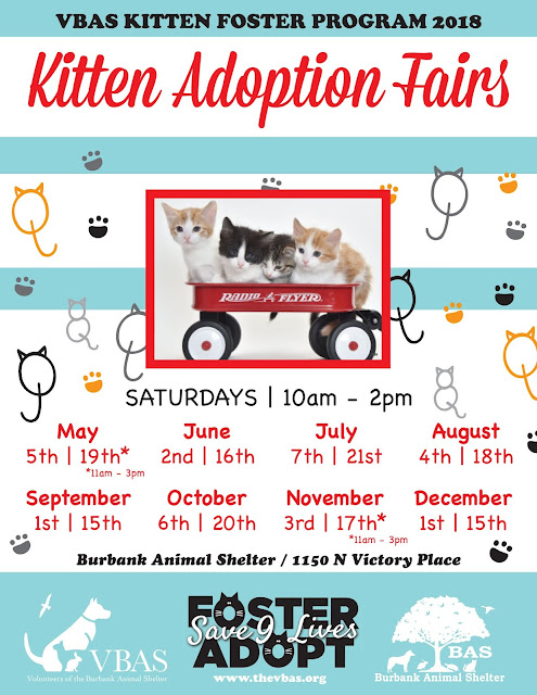 http://thevbas.org/kitten-adoption-fairs-2