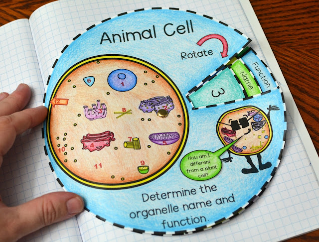 Animal and plant cell foldable