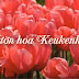 Thăm vườn hoa Keukenhof Hà Lan