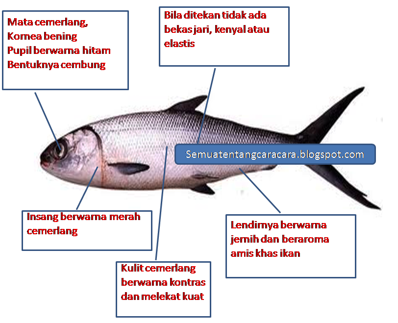 BUKANRAHASIA LAGI: Cara Mengetahui Ciriciri Ikan Segar BUKANRAHASIA LAGI: Cara Mengetahui Ciriciri Ikan Segar