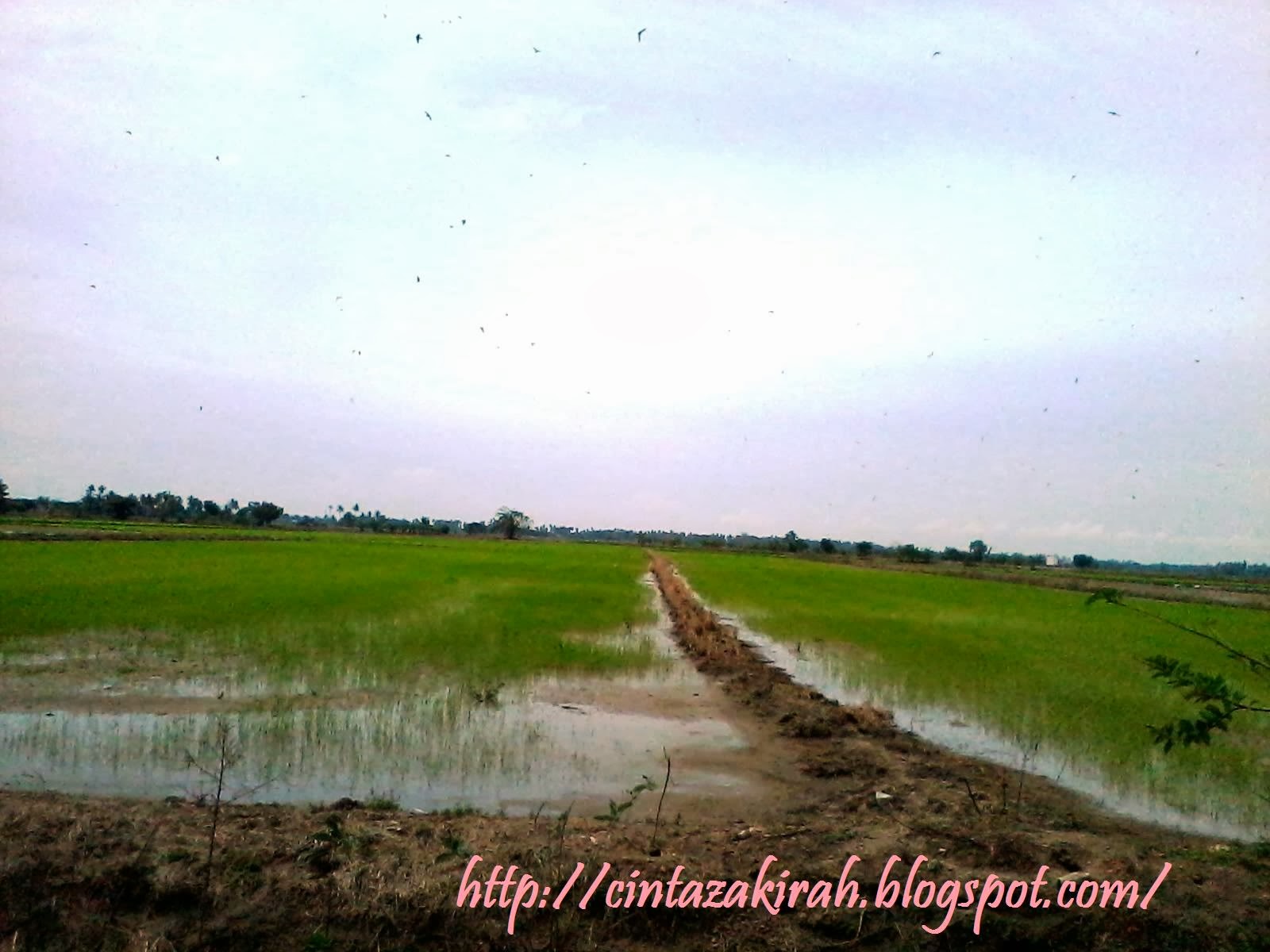 Dari Papan Kekunci Aku: Balik Kampung~Kota Kuala Muda