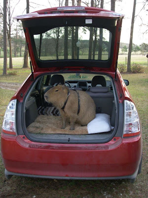 Caplin Rous, World's Most Famous Capybara Seen On www.coolpicturegallery.us