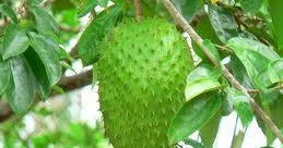 Tanjong agro: KHASIAT DURIAN BELANDA - Khabarnya