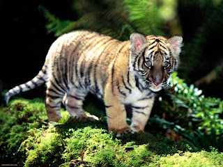 Tiger Wallpapers