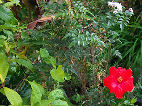 Jasmine, Hibiscus, garden, flowers