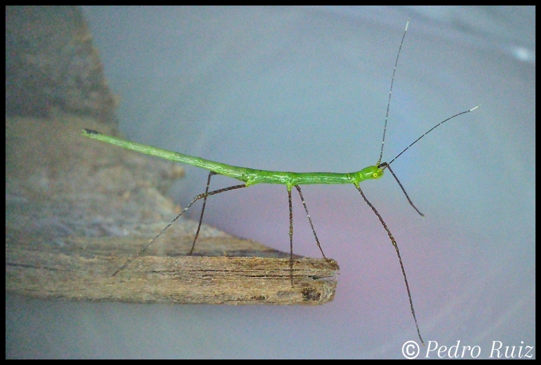 Ninfa L2 de Myronides sp. "Peleng", 2,5 cm de longitud