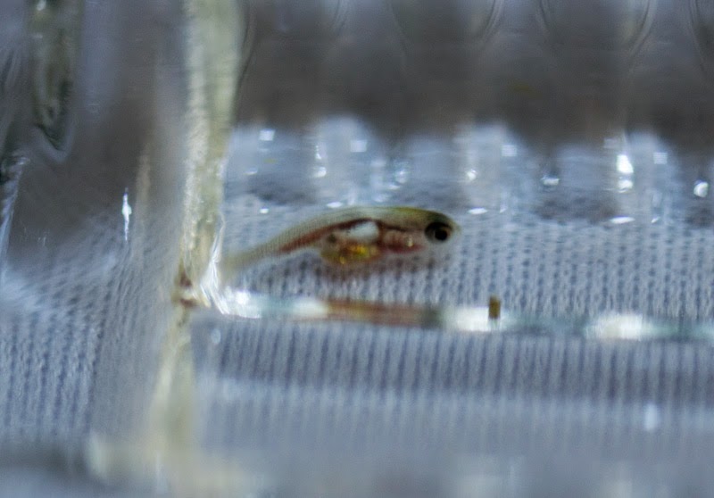金魚 幼魚 育て方 日々の記録 幼魚 稚魚の水換え 水質に思うこと