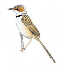 Rufous-eared Warbler